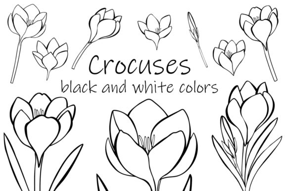 Download Crocuses Flower Black and White Coloring - Black and white coloring Collection