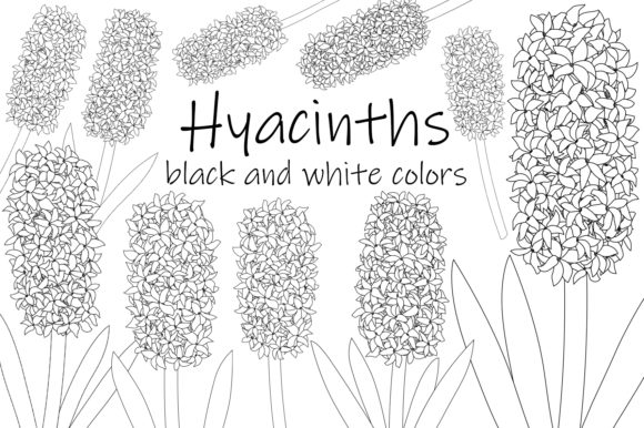 Download Hyacinth Flower Black and White Coloring - Black and white coloring Collection